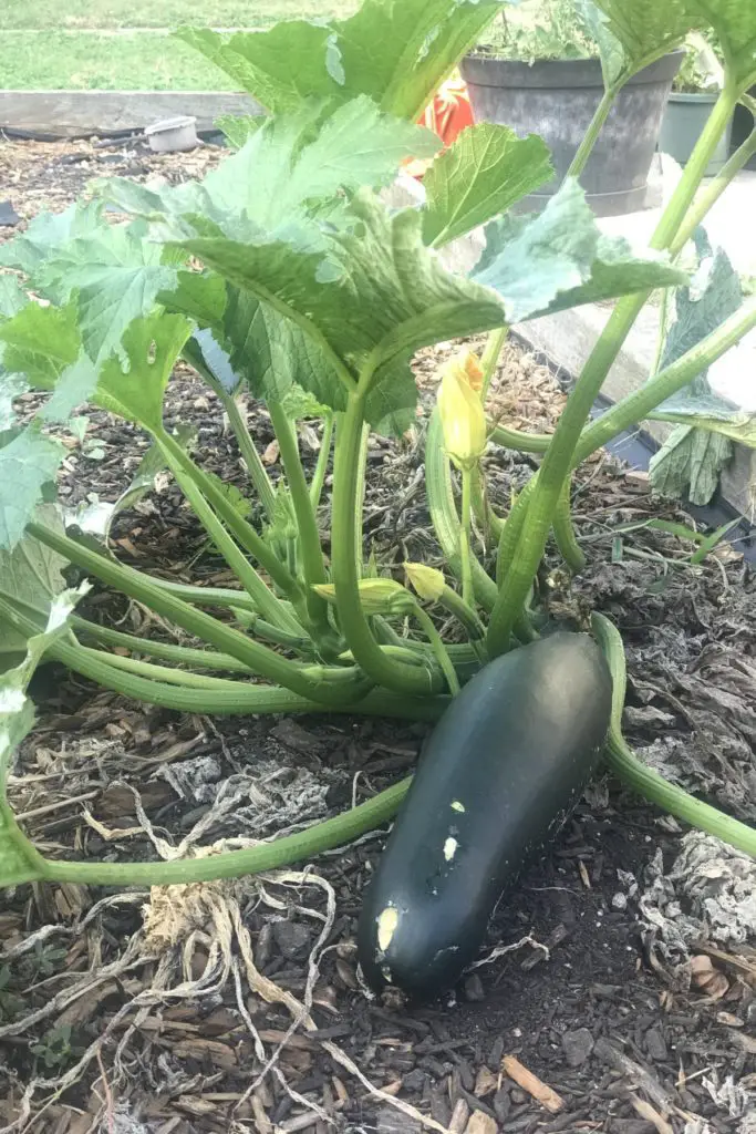 zucchini growing in home garden