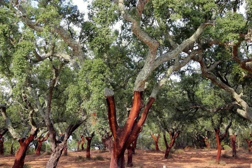 cinnamon tree