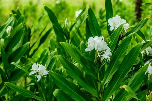 ginger flower