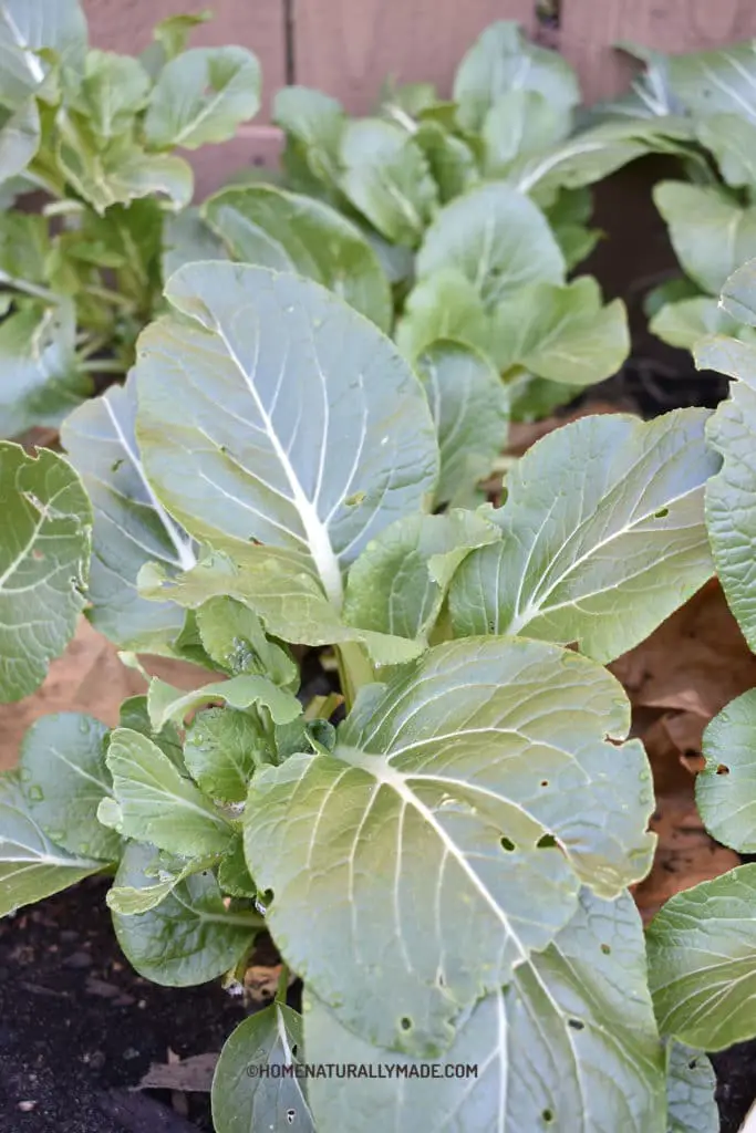 bok choy growing in vegetable garden