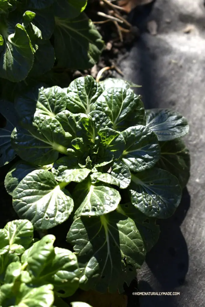 home garden baby bok choy