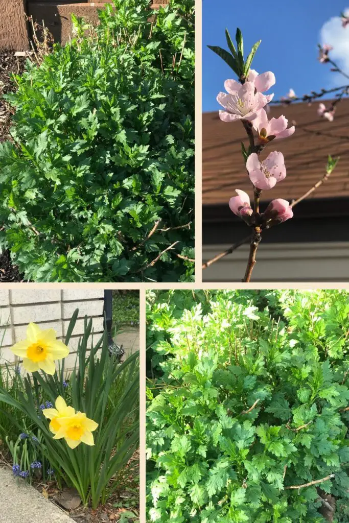Ju Hua Cai together with Daffodil and Peach Flower in early spring in my backyard