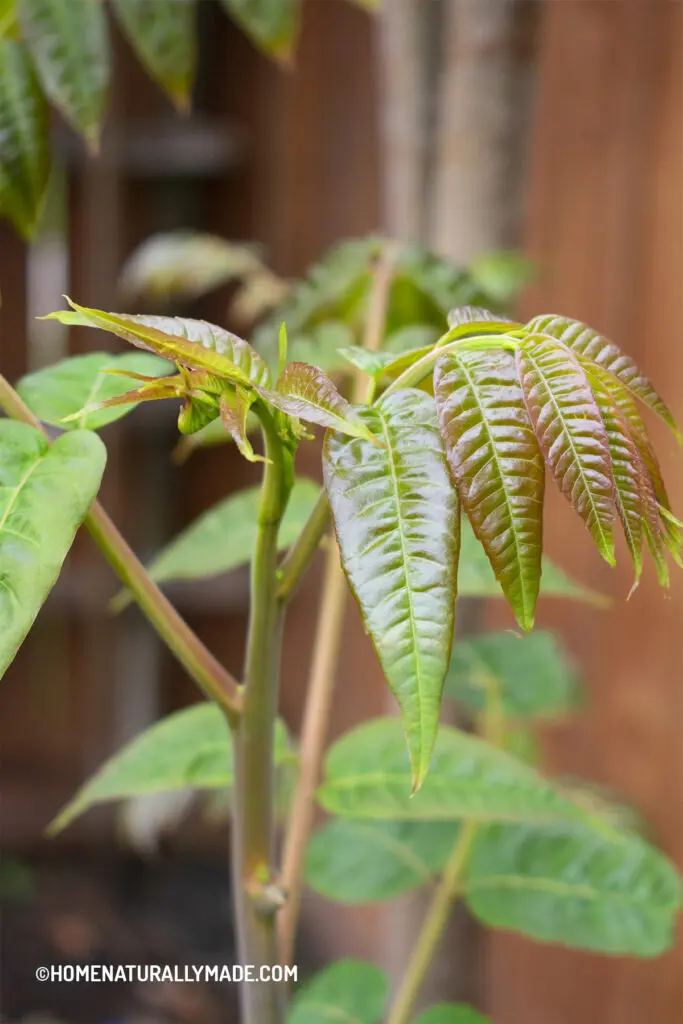 Xiang Chun {toona sinensis} tender leaves growing in early spring