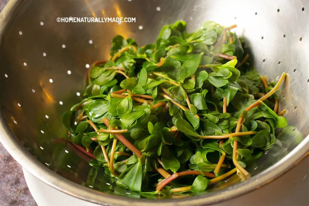 Freshly blanched purslane being drained in a colander