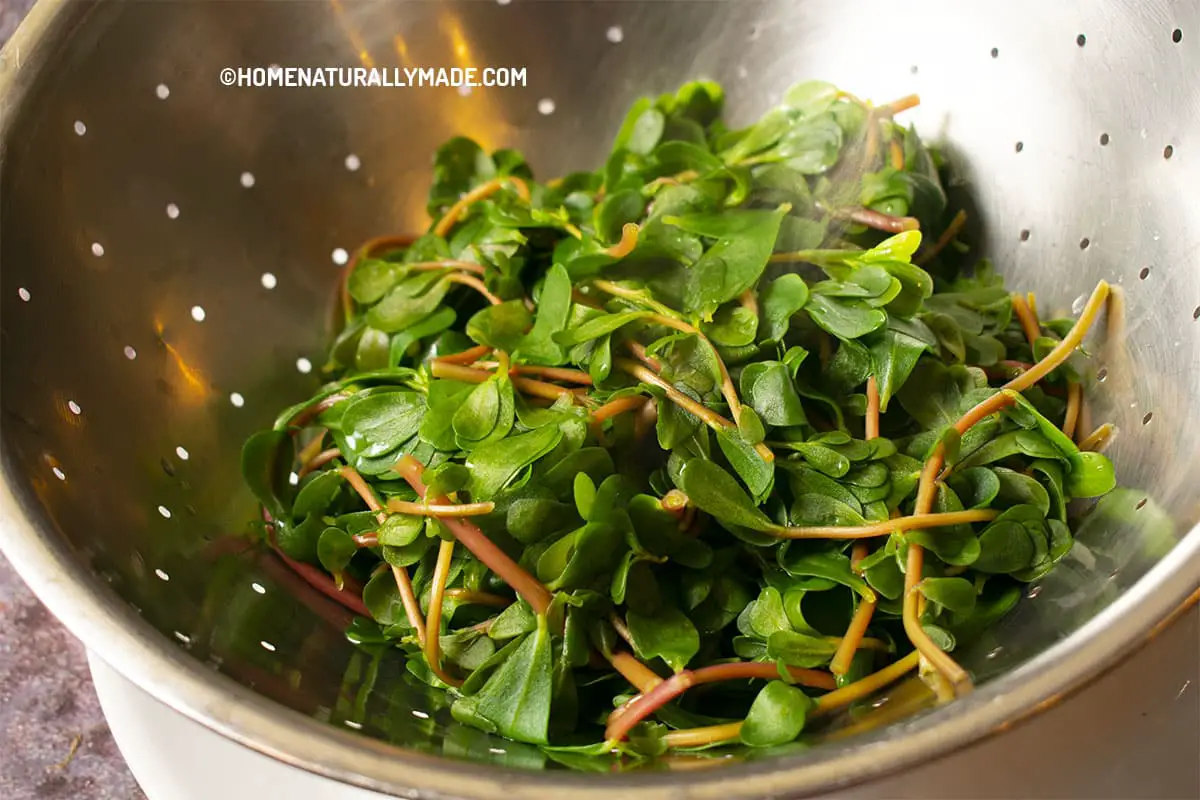 Freshly blanched purslane being drained in a colander