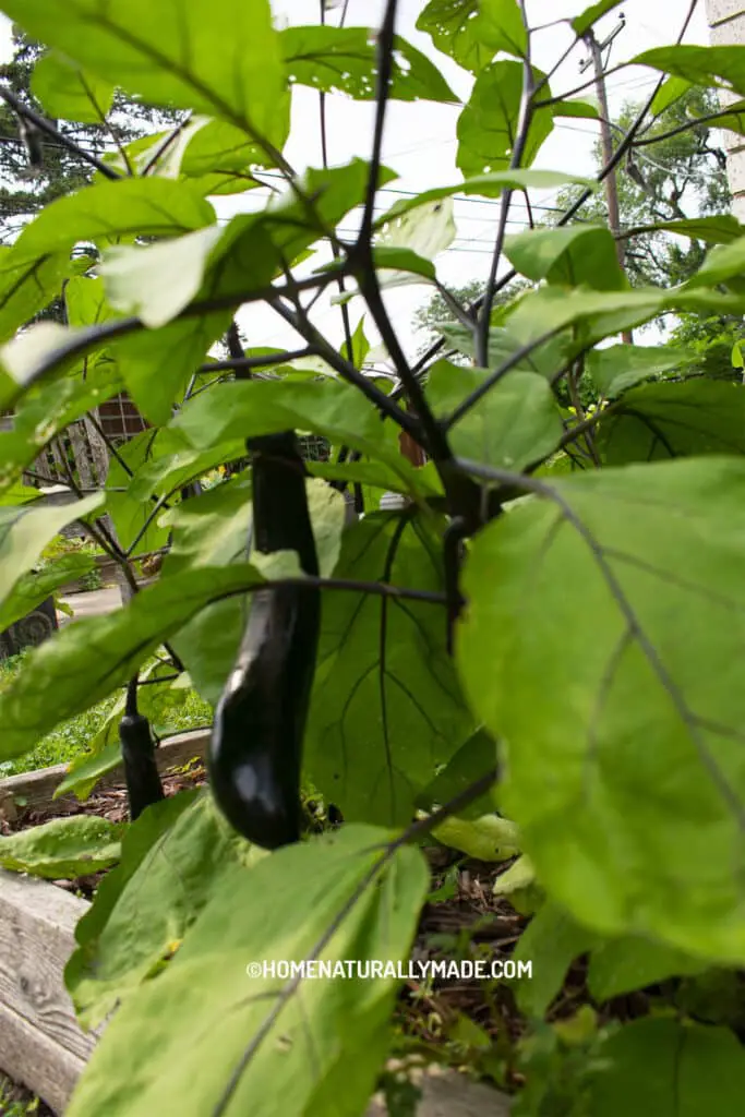 Chinese eggplant growing in our backyard garden