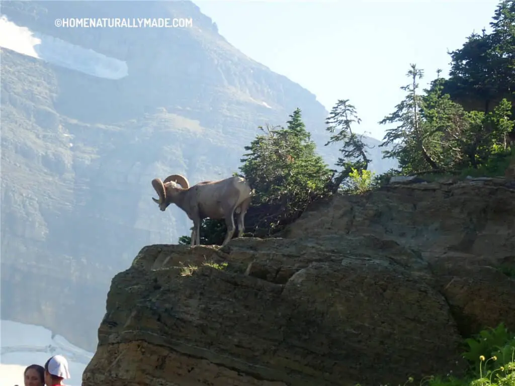 Big Horn Sheep along Grinnell Glacier Trail