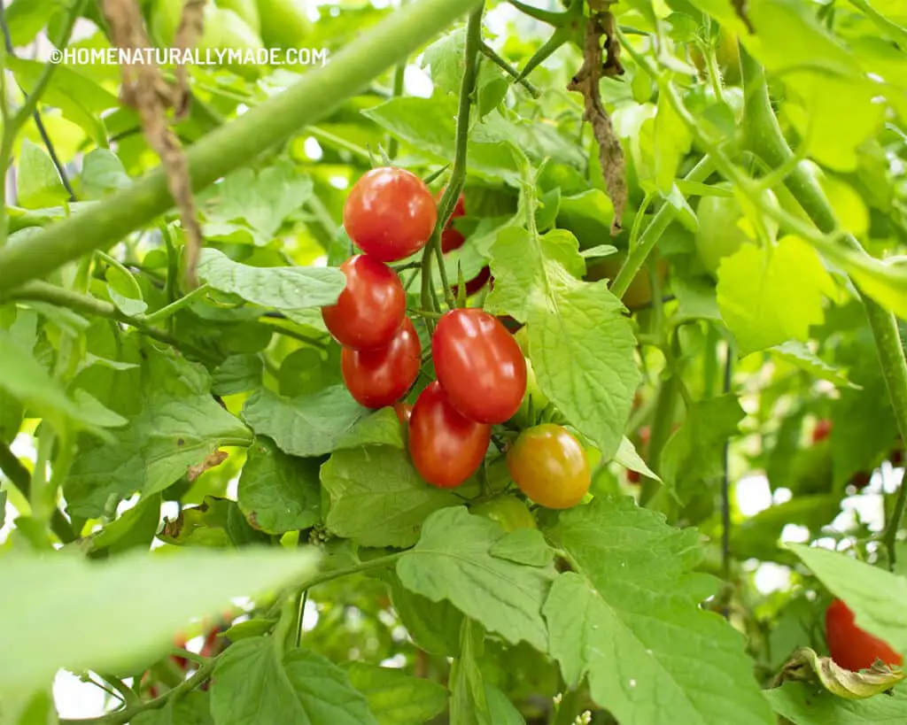 Tomatoes growing on the vine in our vegetable garden