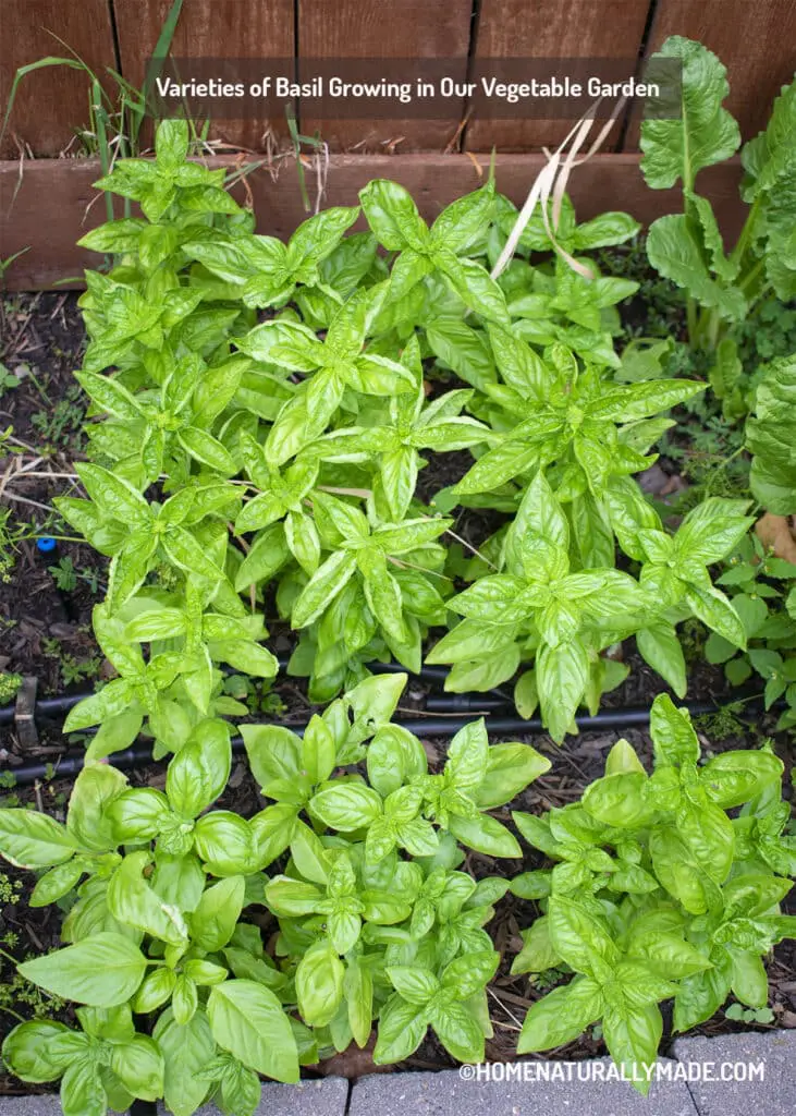 Varieties of Basil Growing in Our Vegetable Garden