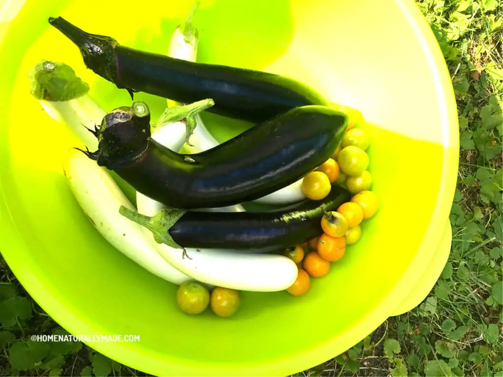 freshly harvested white eggplant and purple eggplant from our backyard vegetable garden