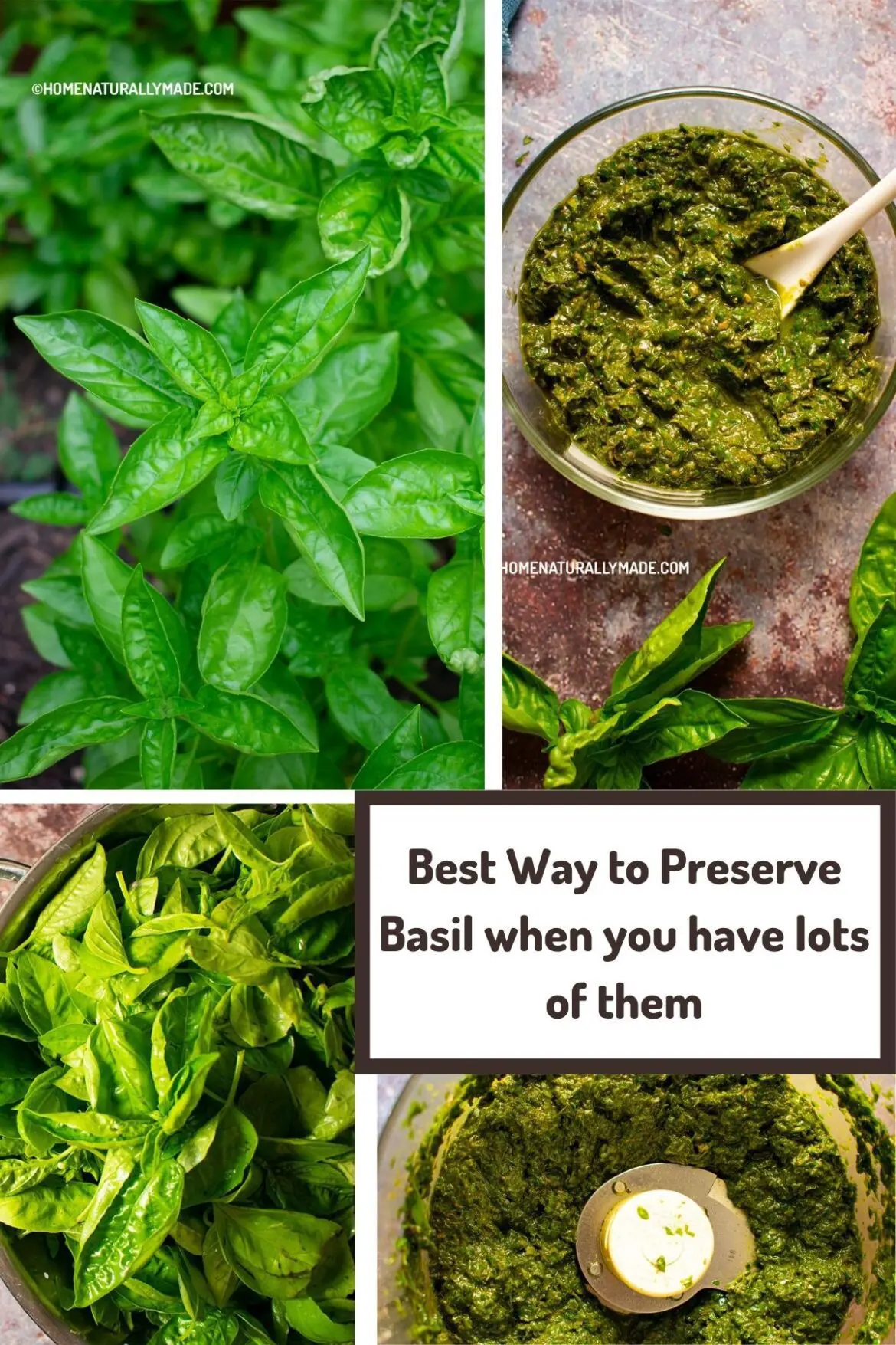 Best Way to Preserve Basil when you have lots of them
