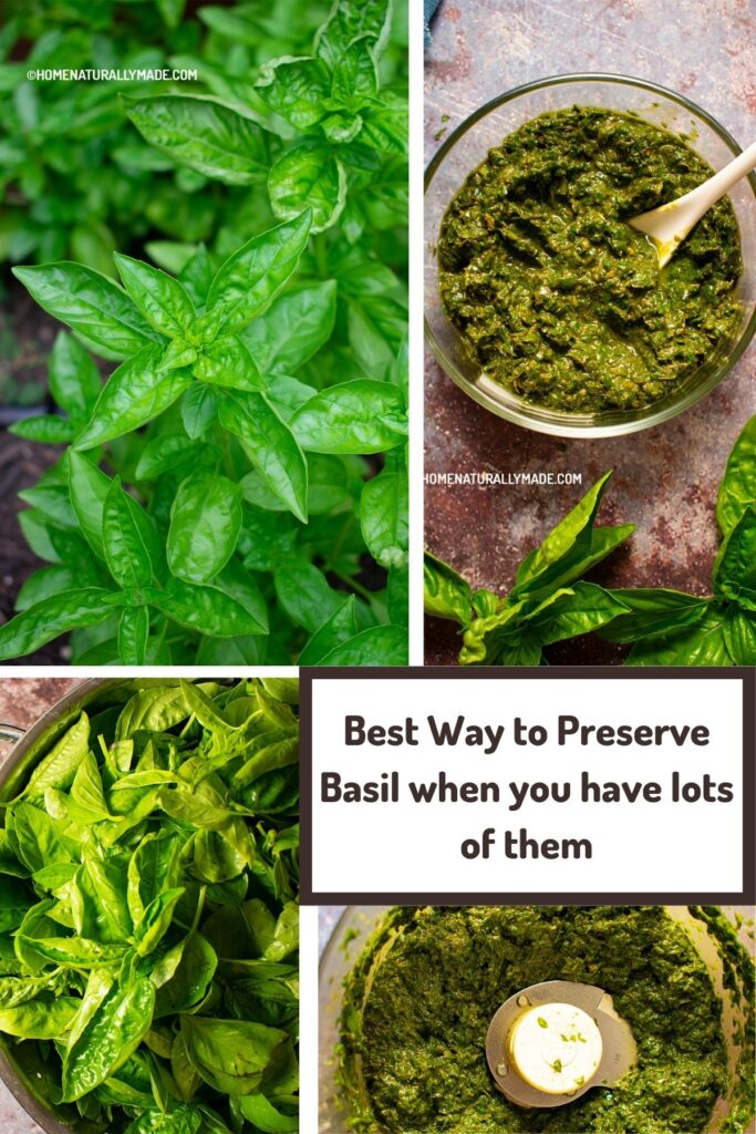 Best Way to Preserve Basil when you have lots of them