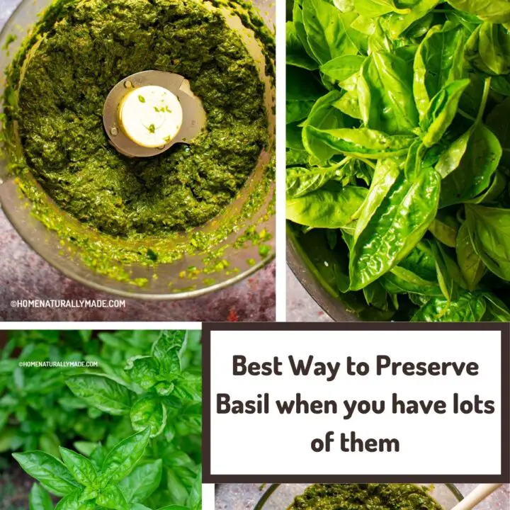 Best Way to Preserve Basil When you have lots of them