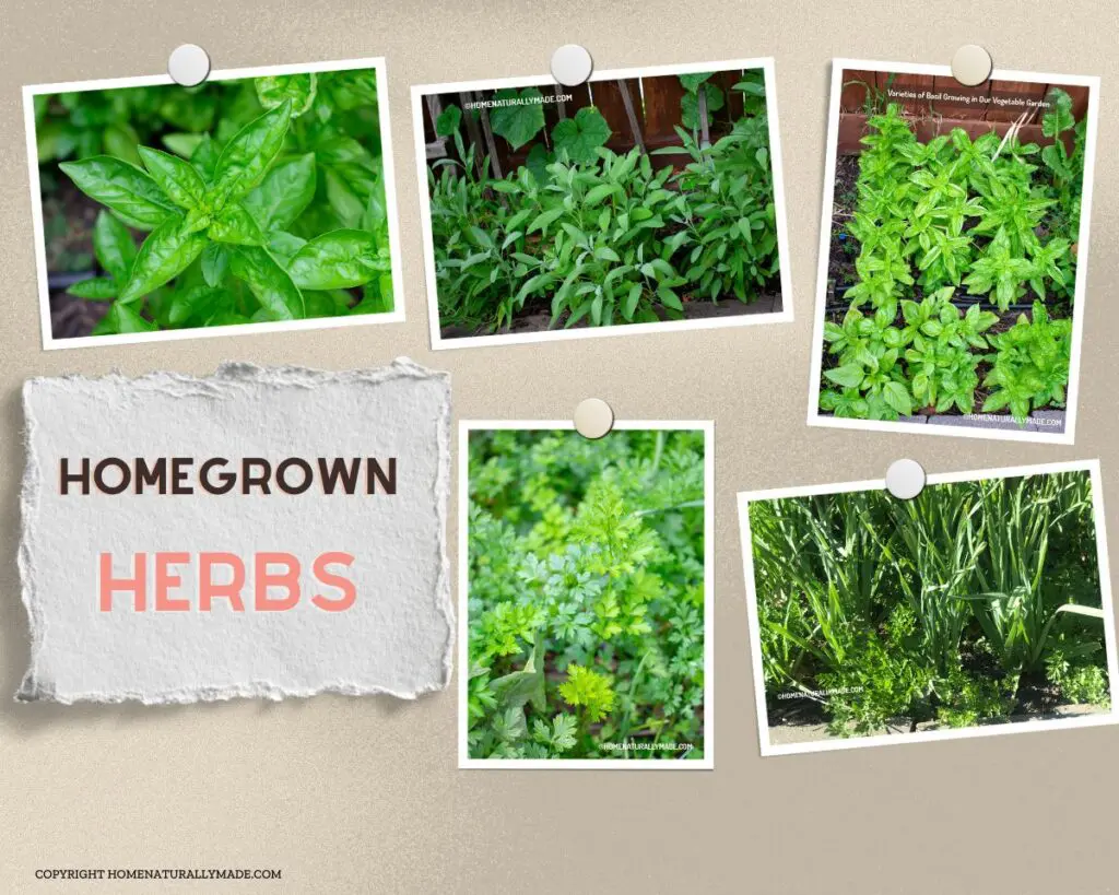 home grown herbs