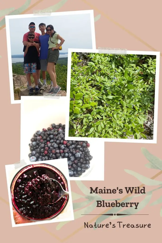 discovered Maine's wild blueberry while family vacationing in Maine