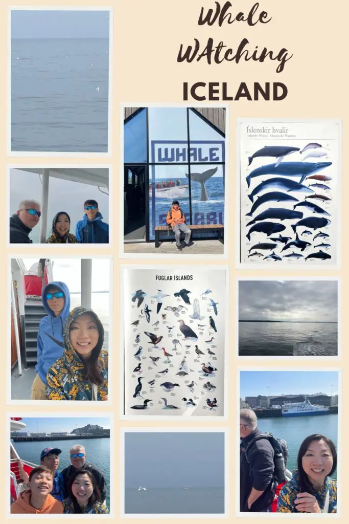 Iceland Whale Watching Experience