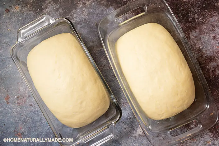 sandwich bread dough in the loaf pan after rise