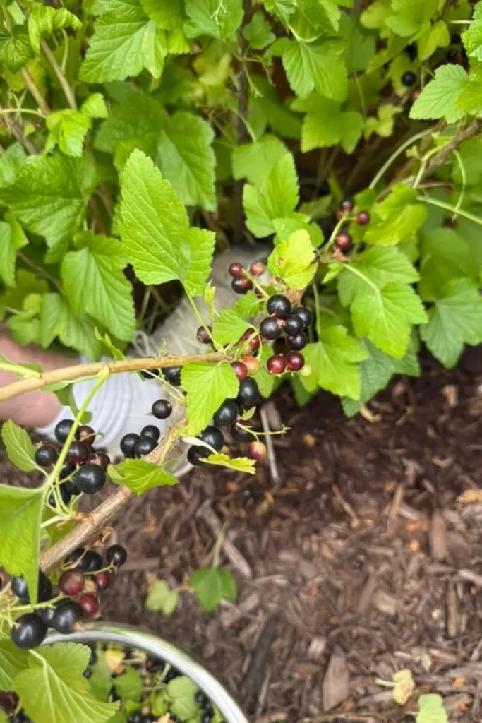 black currant bushes